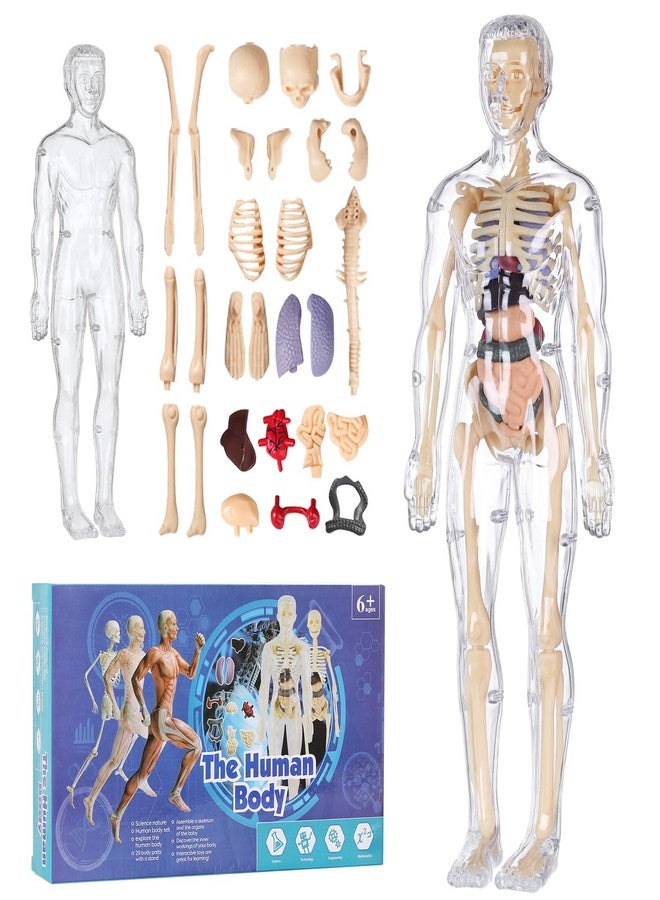 BlueDex Human Body Model for Kids, Fully Transparent Body, 29 Piece Anatomy Figure 3D Anatomy Kit - Removable Organs, Bones STEM Toy for Ages 6+ - Image 2
